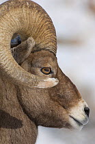 Bighorn sheep (Ovis canadensis) ram, head portrait, Wild River Range, Wyoming, USA, January