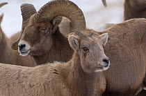Bighorn sheep (Ovis canadensis) ram and ewe, Wild River Range, Wyoming, USA, January