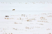 Coyote (Canis latrans) searching for food, Yellowstone National Park, Wyoming, USA, February