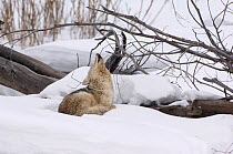 Coyote (Canis latrans) lying in snow howling, Yellowstone National Park, Wyoming, USA, February