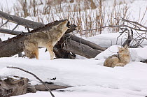 Two Coyotes (Canis latrans) one howling the other lying on snow, Yellowstone National Park, Wyoming, USA, February