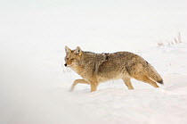 Coyote (Canis latrans) walking through snow, Yellowstone National Park, Wyoming, USA, February