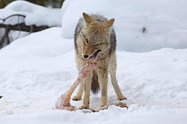 Coyote (Canis latrans) feeding on carcass, Yellowstone National Park, Wyoming, USA, February