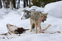 Coyote (Canis latrans) feeding on carcass remains, Yellowstone National Park, Wyoming, USA, February