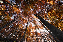 Looking  up into Beech (Fagus sp) forest canopy in autumn, Piatra Craiului NP, Transylvania, Southern Carpathian Mountains, Romania, October 2008