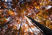 Looking up into Beech (Fagus sp) forest canopy in autumn, Piatra Craiului NP, Transylvania, Southern Carpathian Mountains, Romania, October 2008