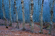 European beech (Fagus sylvatica) trees in forest, Pollino National Park, Basilicata, Italy, November 2008