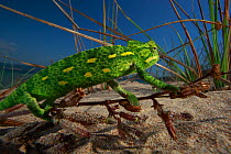 Juvenile African chameleon (Chamaeleo africanus) on twig, Southern Peloponnes, Greece, May 2009. WWE INDOOR EXHIBITION
