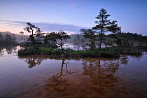 Hydrogen sulphide (H2S) pond with trees reflected in water, Bog forest, Kemeri National Park, Latvia, June 2009