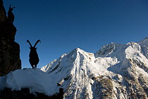 Two Alpine ibex (Capra ibex) silhouetted in alpine landscape, Gran Paradiso National Park, Italy, November 2008