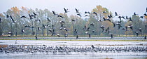 Common crane (Grus grus) flock, standing in water and in flight, Brandenburg, Germany, October 2008