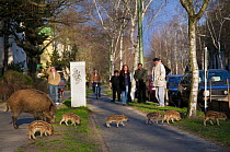 People watching Wild boar (Sus scrofa) family crossing pavement, Argentinische Allee, Berlin, Germany, March 2007.