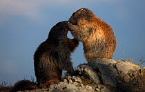 Two Alpine marmots (Marmota marmota) playing, Hohe Tauern National Park, Austria, July 2008