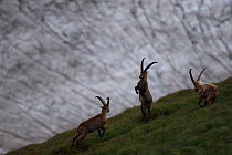 Alpine ibex (Capra ibex) males fighting in front of glacier, Hohe Tauern National Park, Austria, July 2008