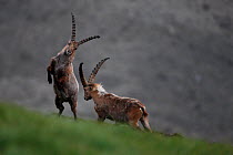 Two Alpine ibex (Capra ibex) fighting in front of a glacier, Hohe Tauern National Park, Austria, July 2008