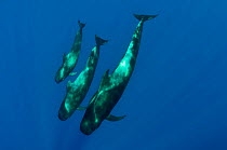 Three Short finned pilot whales (Globicephala macrorhynchus) Canary Islands, Spain, May 2009