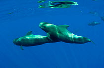 Two Short finned pilot whales (Globicephala macrorhynchus) just below the surface, Canary Islands, Spain, May 2009
