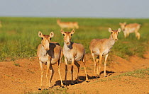 Three female Saiga antelopes (Saiga tatarica) Cherniye Zemli (Black Earth) Nature Reserve, Kalmykia, Russia, May 2009 WWE INDOOR EXHIBITION