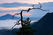 View from Vilhemina Vyhlidka at sunset with mist in valley, Ceske Svycarsko / Bohemian Switzerland National Park, Czech Republic, September 2008