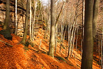 Wood on Stribrne Steny (459m) with fallen leaves on ground, Hrensko, Ceske Svycarsko / Bohemian Switzerland National Park, Czech Republic, November 2008
