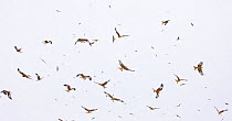 Large group of Red kites (Milvus milvus) in flight waiting to be fed at Gigrin Farm, Powys, Rhayader, Wales, UK, February 2009