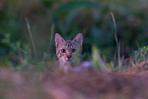 Wild cat (Felis silvestris) portrait, Codrii Forest Reserve, Moldova, June 2009