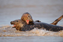 Two Grey seals (Halichoerus grypus) playing in water, Donna Nook, Lincolnshire, UK, November 2008