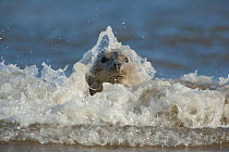 Waves breaking around Grey seal (Halichoerus grypus) Donna Nook, Lincolnshire, UK, November 2008