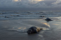 Grey seals (Halichoerus grypus) lying on beach, Donna Nook, Lincolnshire, UK, November 2008