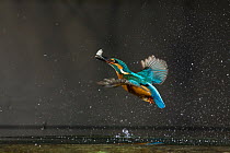 Common kingfisher (Alcedo atthis) in flight with fish prey, Balatonfuzfo, Hungary, January 2009