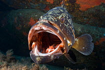 Dusky grouper (Epinephelus marginatus) with mouth wide open, 'Merouville' ('grouper City') Lavezzi Islands, Corsica, France, September 2008