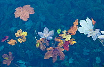 Leaves floating  on water surface, Plitvice National Park, Croatia, October 2008