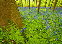 Ferns and Bluebells (Hyacinthoides non-scripta / Endymion non-scriptum) Hallerbos, Belgium, April 2009. WWE INDOOR EXHIBITION