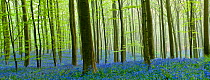 Hallerbos forest with flowering Bluebells(Hyacinthoides non-scripta / Endymion non-scriptum) Belgium, Aril 2009, digital composite
