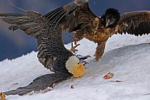 Bearded vulture (Gypaetus barbatos) adult and juvenile squabbling over food in snow, Cebollar, Torla, Aragon, Spain, November 2008. WWE INDOOR EXHIBITION