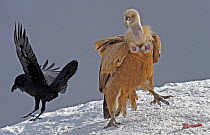 Griffon vulture (Gyps fulvus) and Raven (Corvus corax) in snow, Cebollar, Torla, Aragon, Spain, November 2008