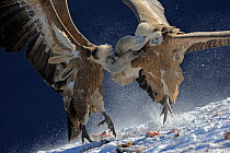 Two Griffon vultures (Gyps fulvus) fighting over food, Cebollar, Torla, Aragon, Spain, November 2008.