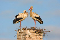 White stork (Ciconia ciconia) pair at nest on old chimney, Rusne, Nemunas Regional Park, Lithuania, June 2009