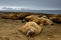 Walruses (Obdobenus rosmarus) lying on beach, Prins Karls Forland, Svalbard, Norway, July 2008