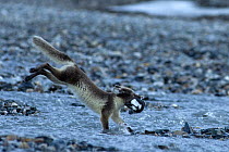 Arctic fox (Alopex lagopus) running carrying prey, Alkehornet, Svalbard, Norway, July 2008