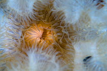 Plumose sea anemone (Metridium senile) close-up, Saltstraumen, Bodö, Norway, October 2008