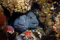 Two Atlantic wolffish (Anarhichas lupus) looking out of hole, Saltstraumen, Bod, Norway, October 2008