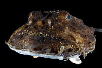 Monkfish / Anglerfish (Lophius piscatorius) portrait, Saltstraumen, Bod, Norway, October 2008