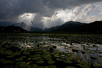 Water lilies covering surface of Lake Skadar with rays of sun coming through clouds, near Virpazar, Lake Skadar National Park, Montenegro, May 2008