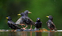 Common starlings (Sturnus vulgaris) bathing and feeding by water, Pusztaszer, Hungary, May 2008