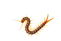 Centipede (Scolopendra cingulata) Huelva, Andalucia, Spain, May 2009