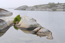 Coastal rocks in light mist, Kallskr, Stockholm Archipelago, Sweden, June 2009