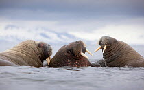 Three Walruses (Odobenus rosmarus) in water, Richardlagunen, Forlandet National Park, Prins Karls Forland, Svalbard, Norway, June 2009