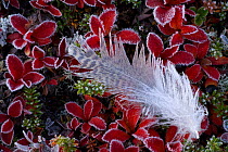 Frost on Willow grouse (Lagopus lagopus) feather on Mountain bearberry (Arctous alpinus) covered in frost, Sarek National Park, Laponia World Heritage Site, Lapland, Sweden, September 2008