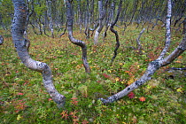 Boreal Silver birch (Betula verrucosa) forest, Sarek National Park, Laponia World Heritage Site, Lapland, Sweden, September 2008
